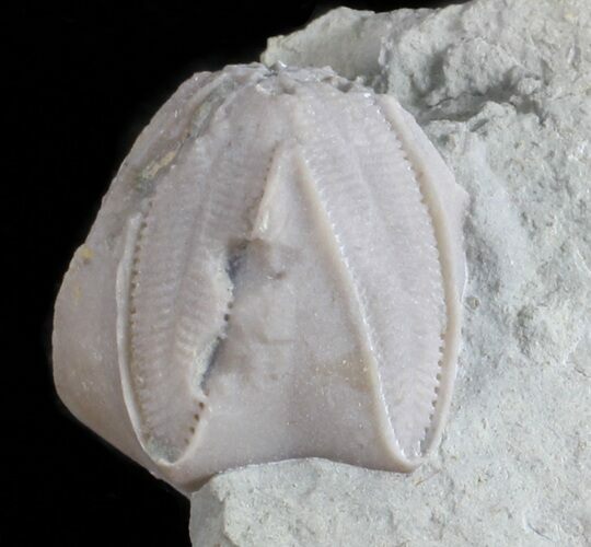 Blastoid (Pentremites) Fossil - Illinois #60115